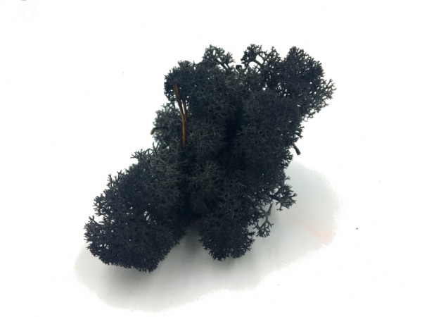 Norwegian Reindeer Moss ( Box 500g Gross ) Color Dark Gray